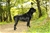 RUSHE ( Riproduttore Selezionato ENCI) - Triola Cane Corso